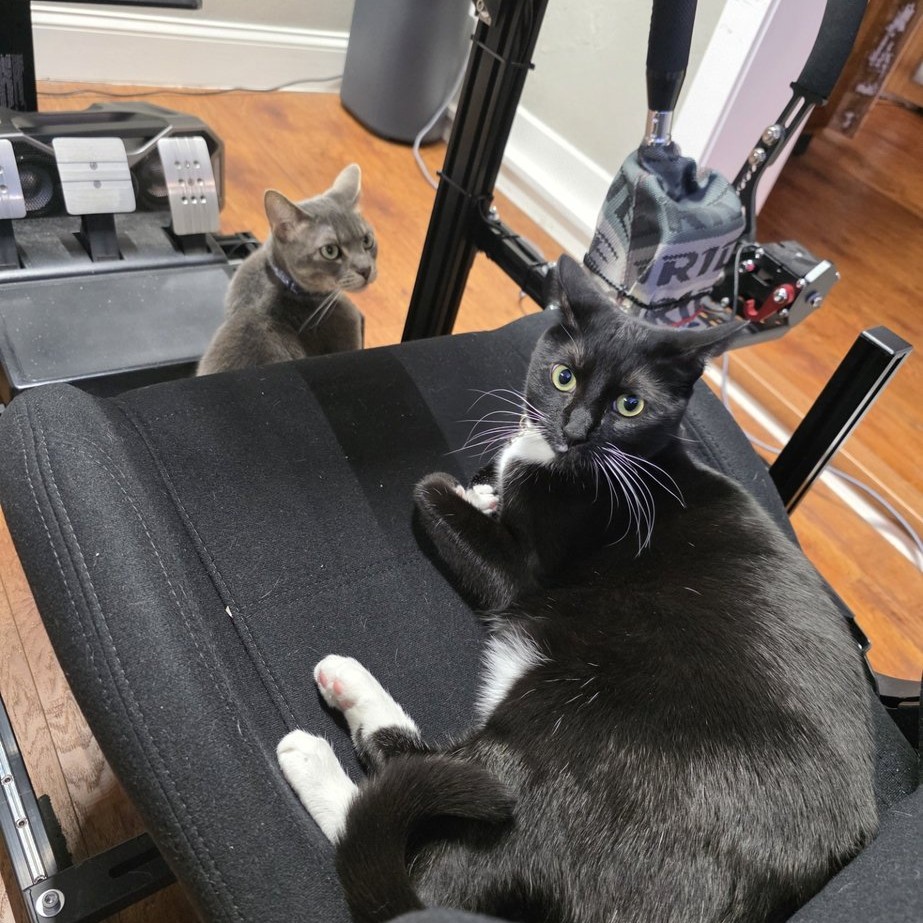 Cats on sim rig